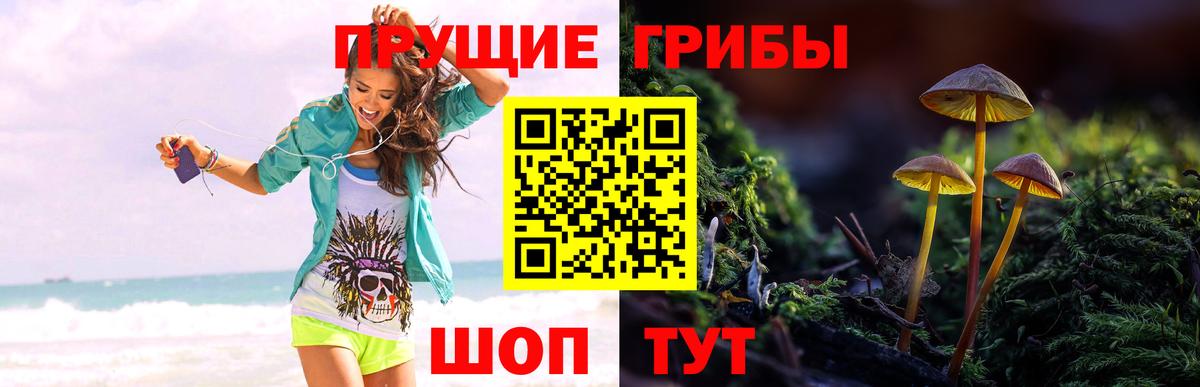Псилоцибиновые грибы Psilocybe Серов